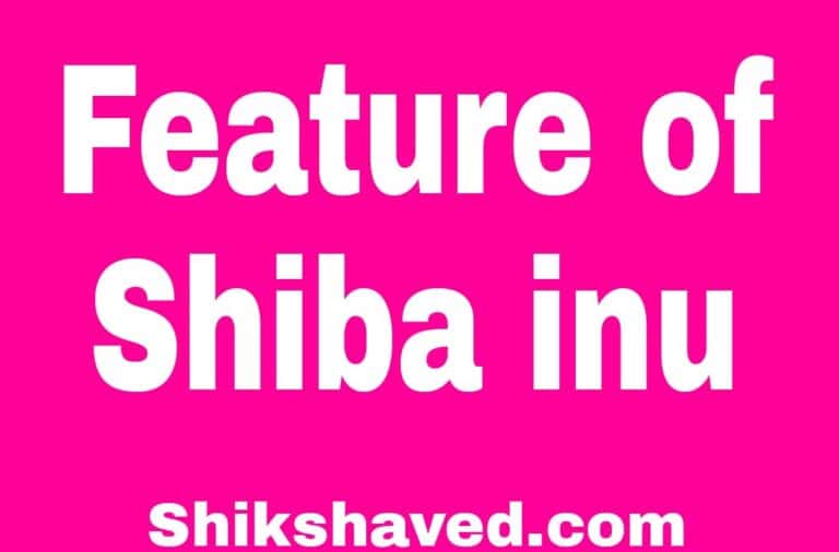 Shiba Inu