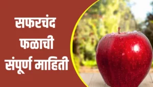 Apple Fruit Information In Marathi