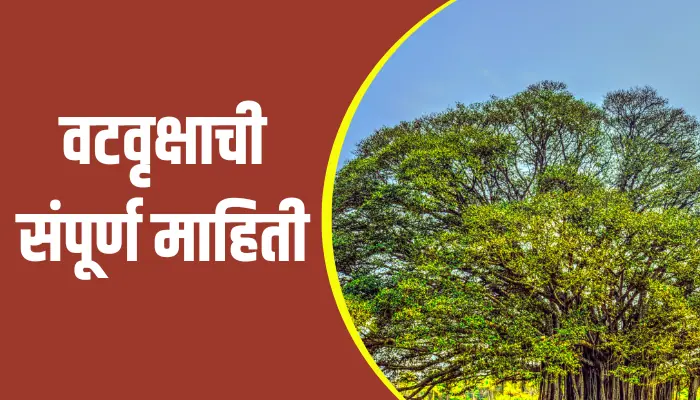 Banyan Tree Information In Marathi