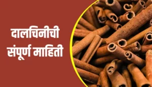 Cinnamon Information In Marathi