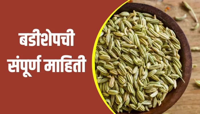 Fennel Seeds Information In Marathi
