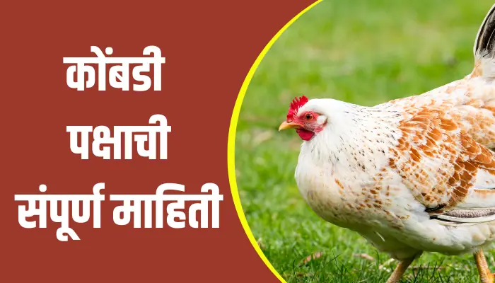 Hen Bird Information In Marathi