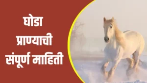 Horse Animal Information In Marathi