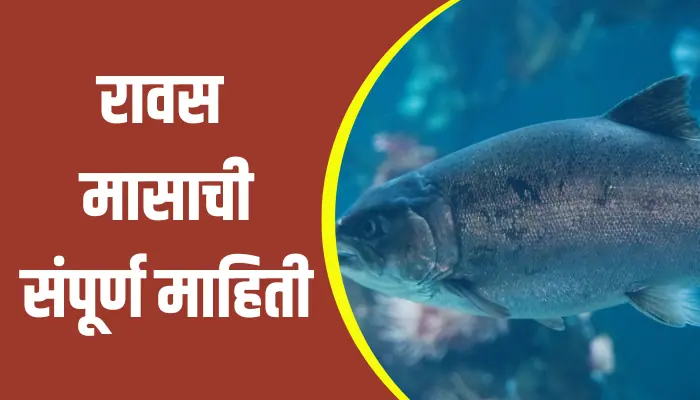 Salmon Fish Information In Marathi