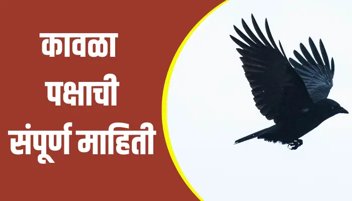 Crow Bird Information In Marathi