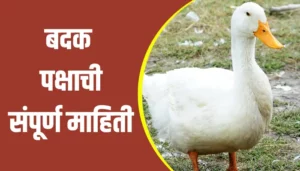 Duck Bird Information In Marathi