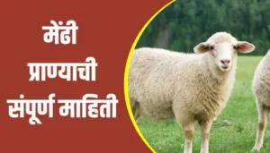 Sheep Information In Marathi