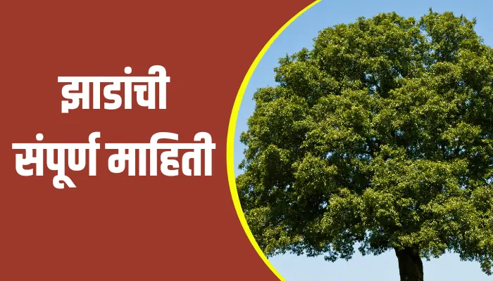 Trees Information In Marathi