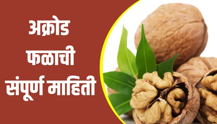 Walnut Fruit Information In Marathi